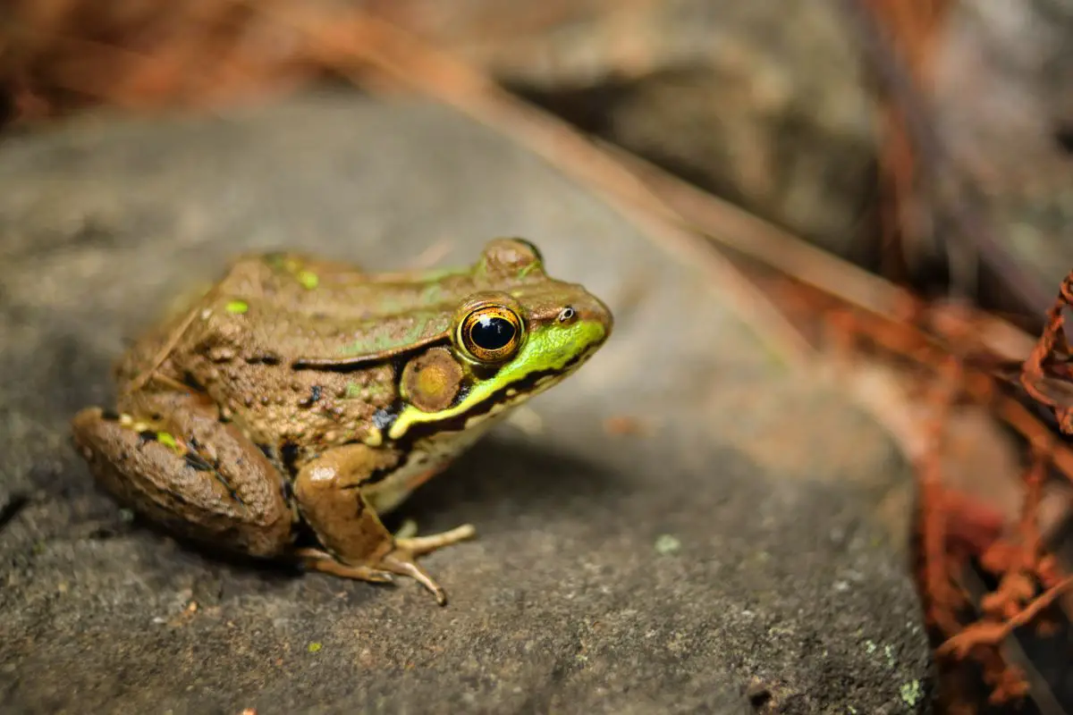 Green Frog - Lithobates Clamitans Melanota