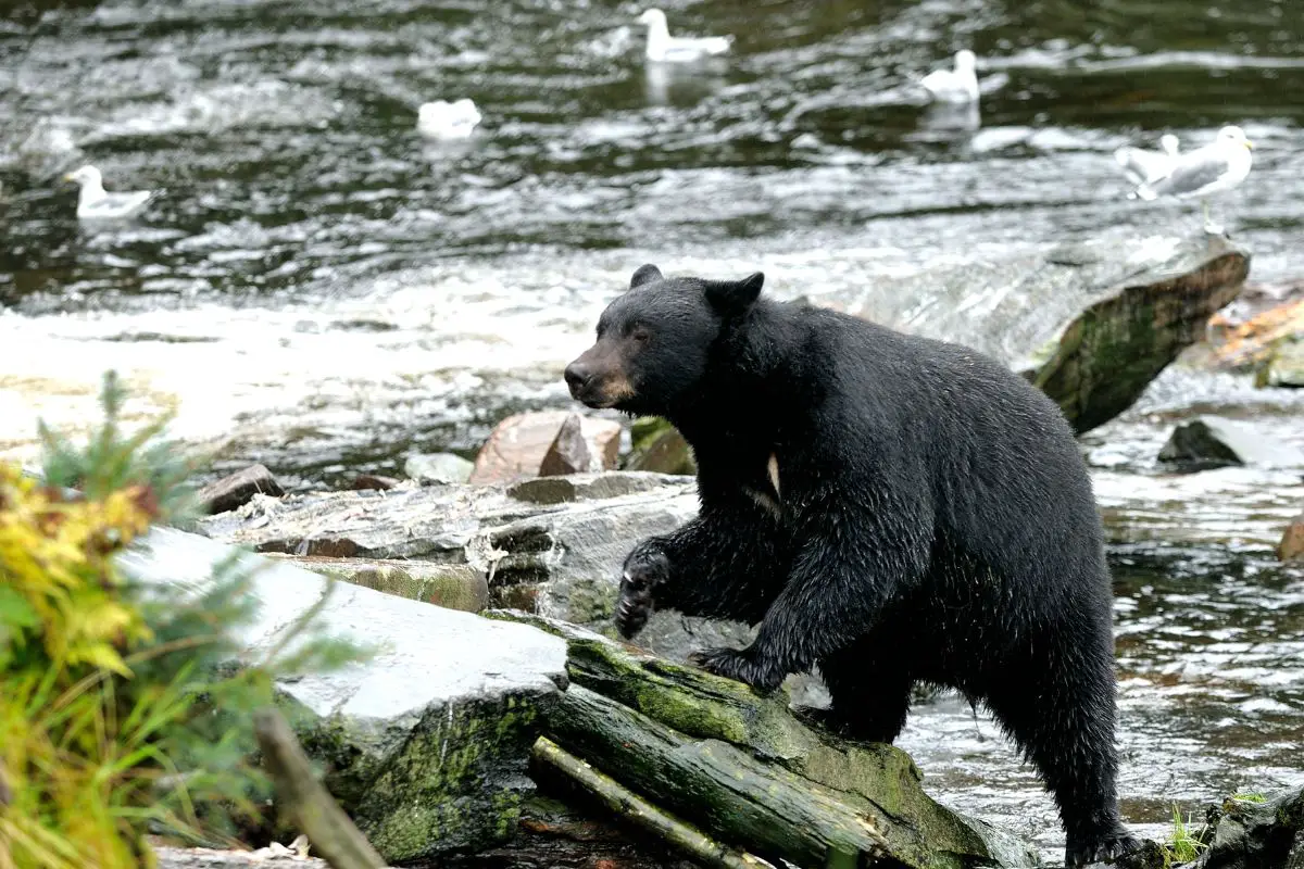 Is New Hampshire A Hot Spot For Bears