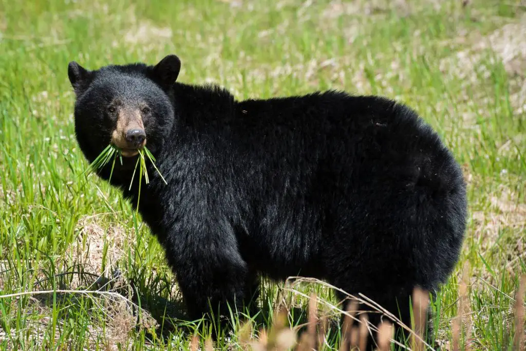 Is New Hampshire A Hot Spot For Bears