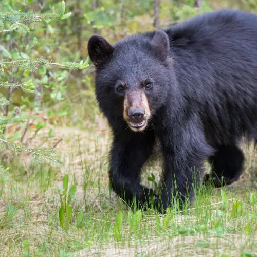 Is New Hampshire A Hot Spot For Bears? All You Need To Know