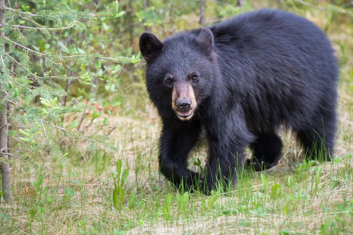 Is New Hampshire A Hot Spot For Bears? All You Need To Know - Here In ...