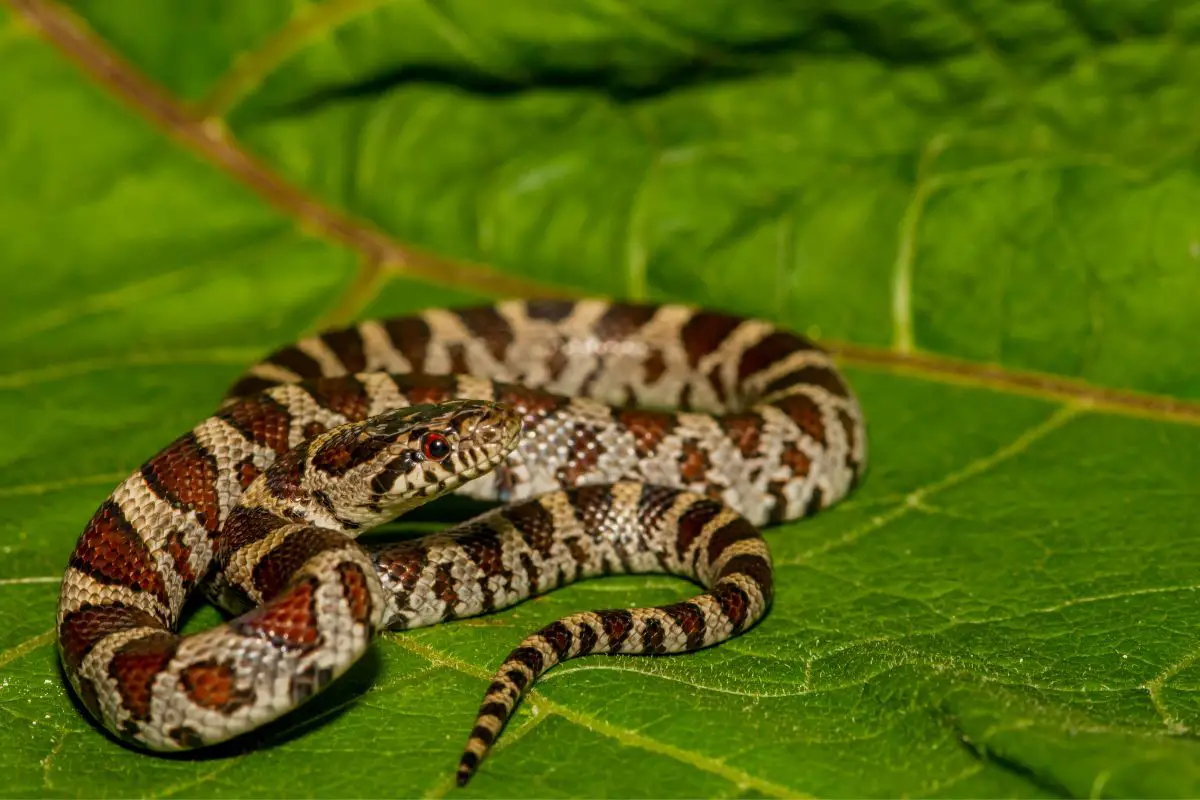 Milk Snake