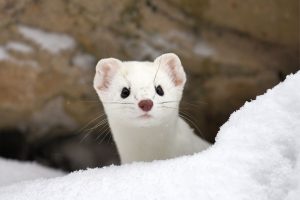 New Hampshire And Its Weasel Population: Full Guide