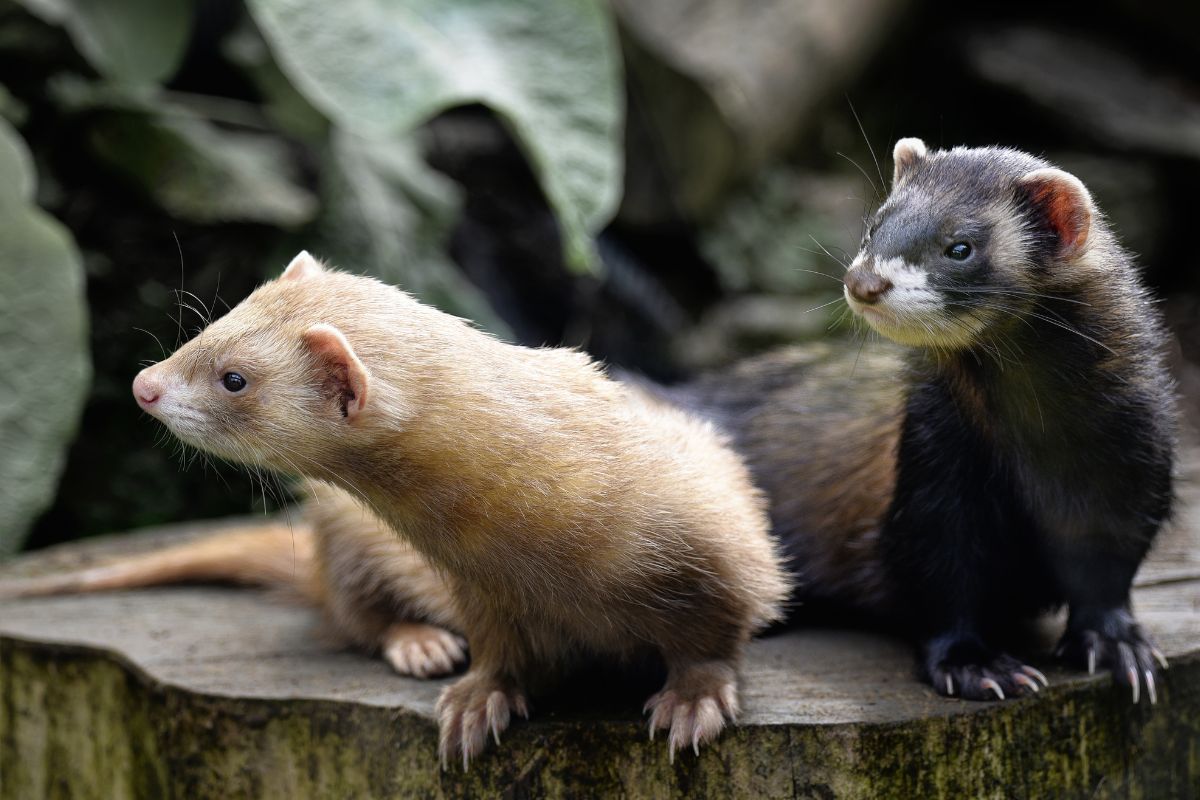 New Hampshire And Its Weasel Population - Mink