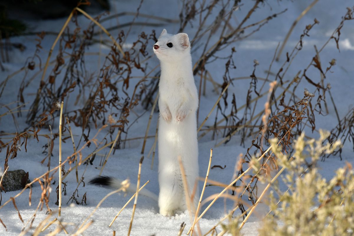 New Hampshire And Its Weasel Population