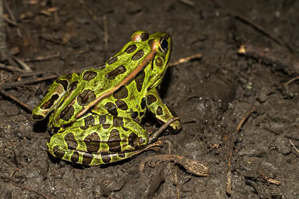 Northern Leopard Frog - Lithobates Pipiens