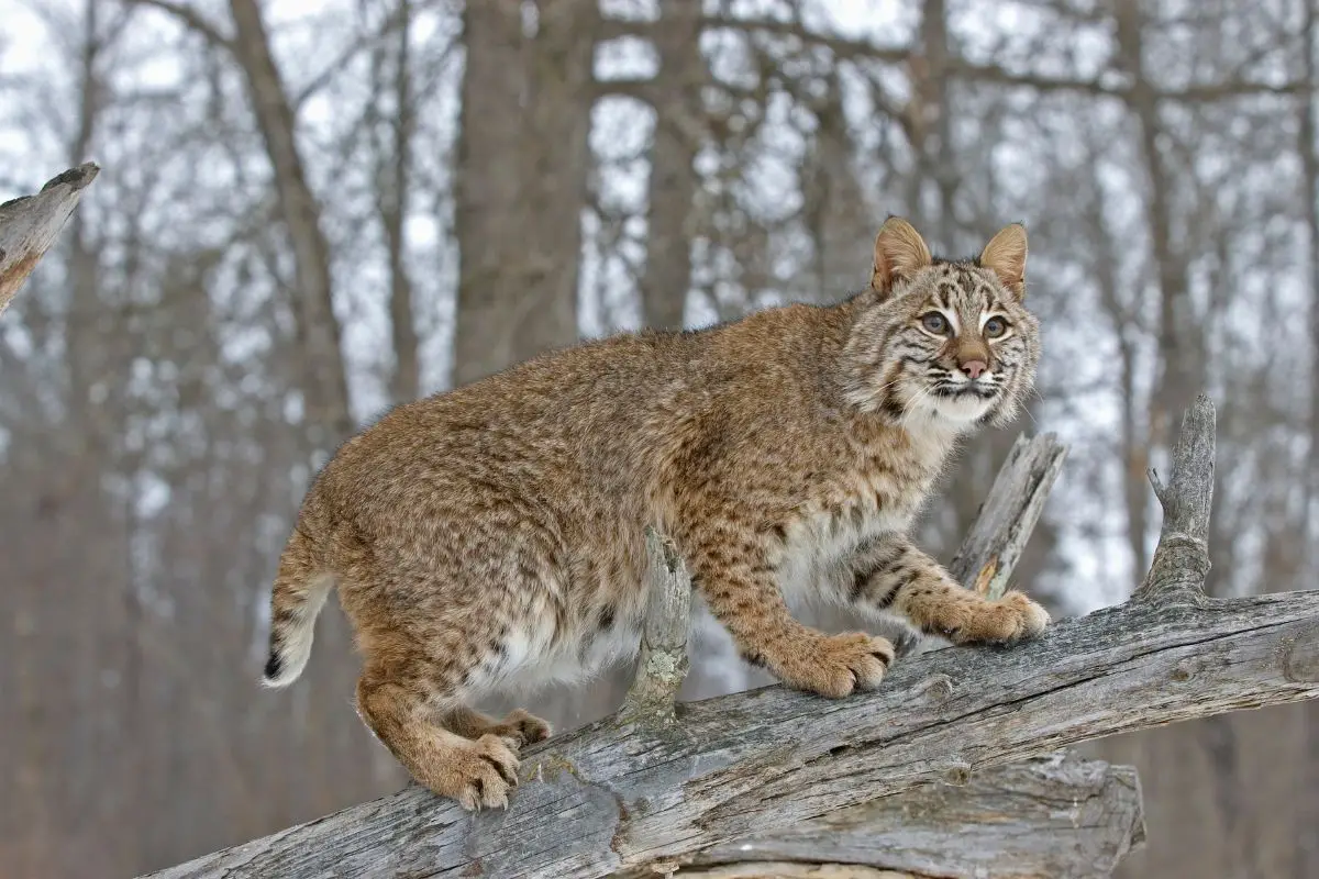 Panthers And New Hampshire - Bobcat