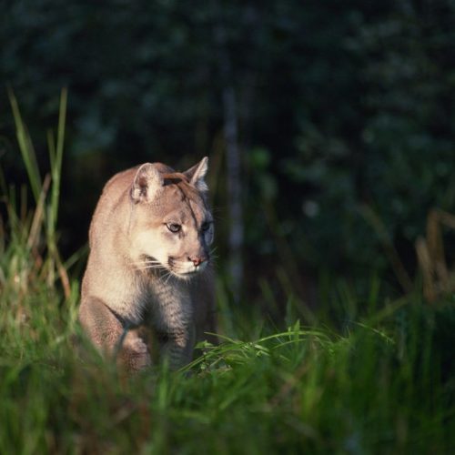 Panthers And New Hampshire: Know This Before Hitting The Wildlife Trails