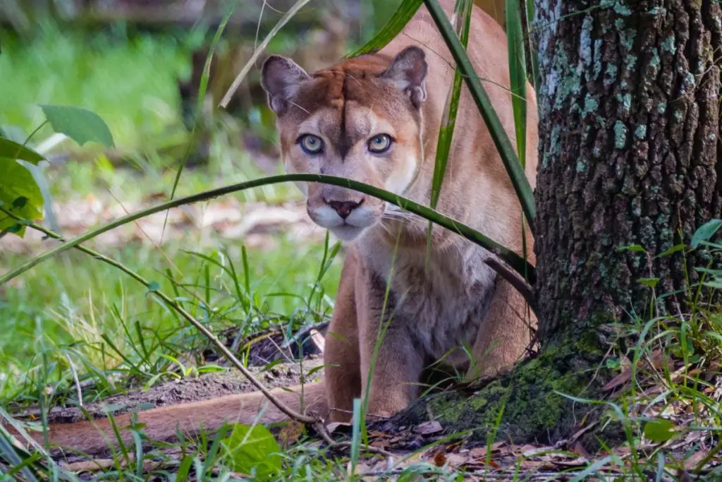 Panthers And NewHampshire