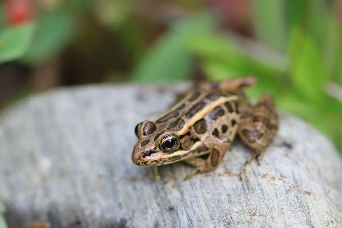 Pickerel Frog - Lithobates Palustris