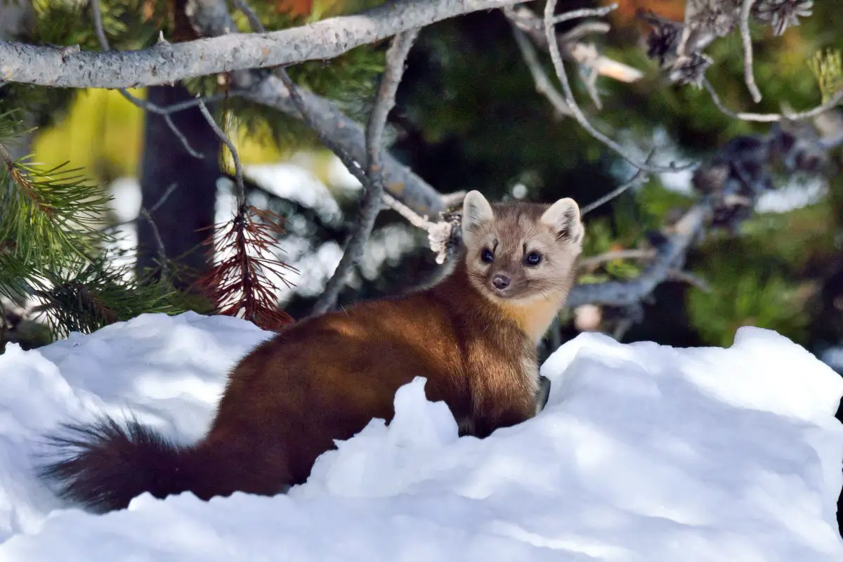 Pine Martin