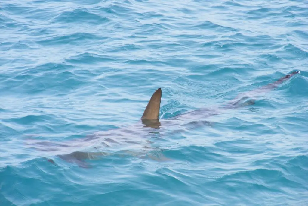 Sharks And Safety In New Hampshire