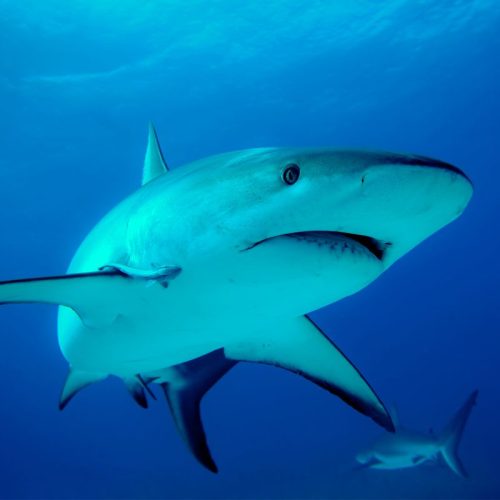 Sharks And Safety In New Hampshire: Know This Before Hitting The Waters