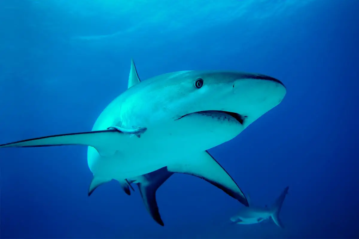 Sharks And Safety In New Hampshire Know This Before Hitting The Waters Here In New Hampshire