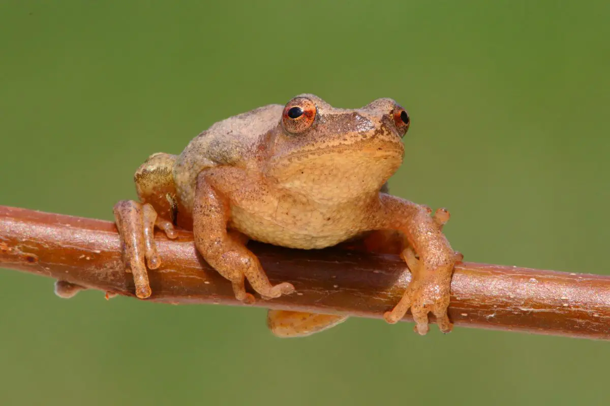 Spring Peeper - Pseudacris C. Crucifer