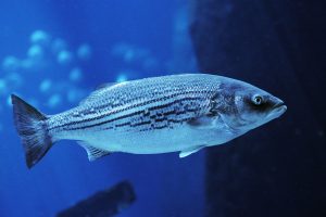 Striped Bass And Fishing In New Hampshire: A Full Guide