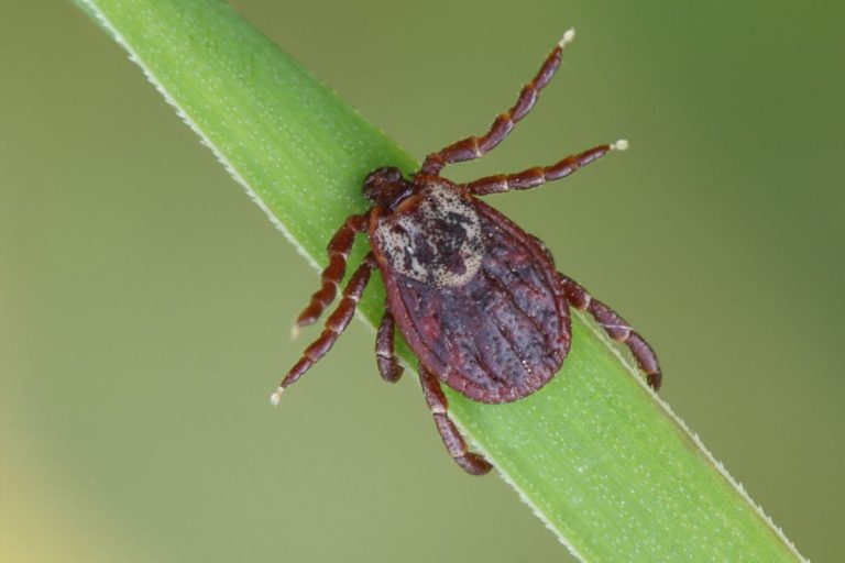 The New Hampshire Seasonal Insect Guide - Here In New Hampshire