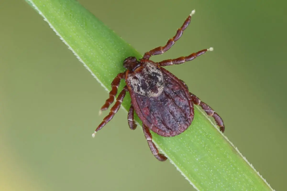 The New Hampshire Seasonal Insect Guide - Tick