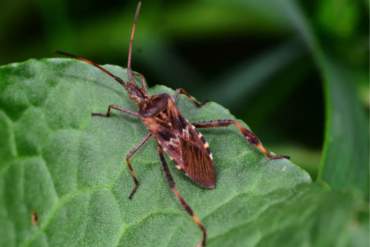 The New Hampshire Seasonal Insect Guide - Western Conifer Seed Bug