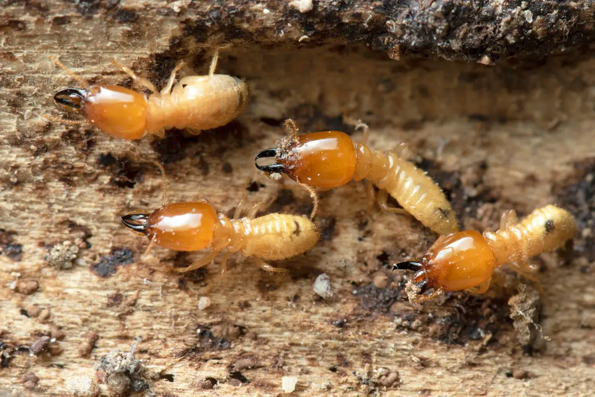 The New Hampshire Seasonal Insect Guide - termite