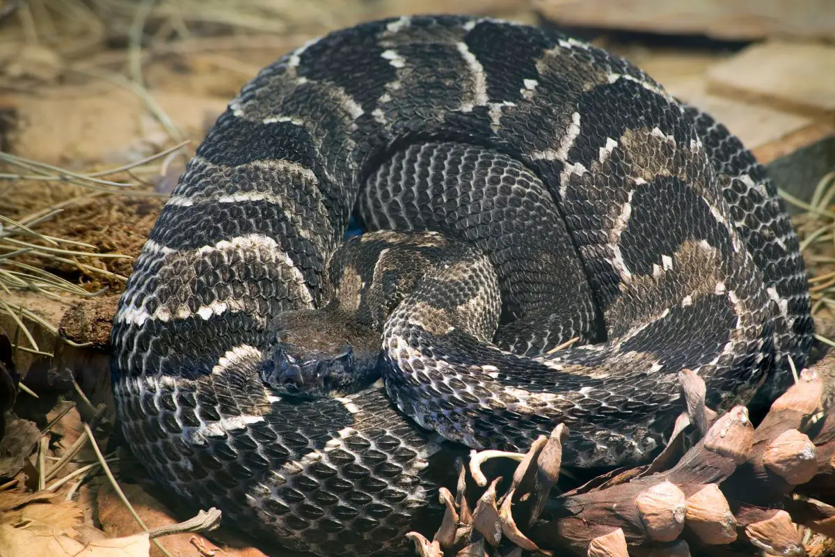 Timber Rattlesnake