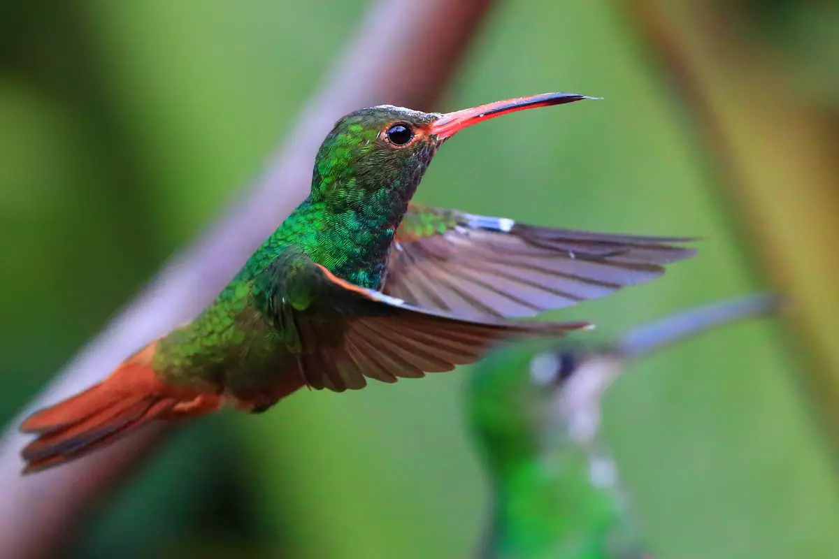 When To See Humming Birds In New Hampshire Know This Before Making The Trip (1)