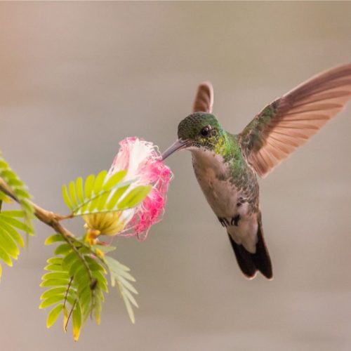 When To See Humming Birds In New Hampshire: Know This Before Making The Trip
