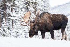Winter Wildlife In New Hampshire: A Comprehensive Guide