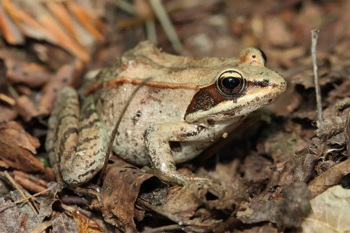 Wood Frog - Lithobates Sylvatica