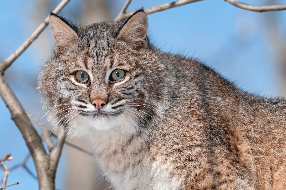 bobcat