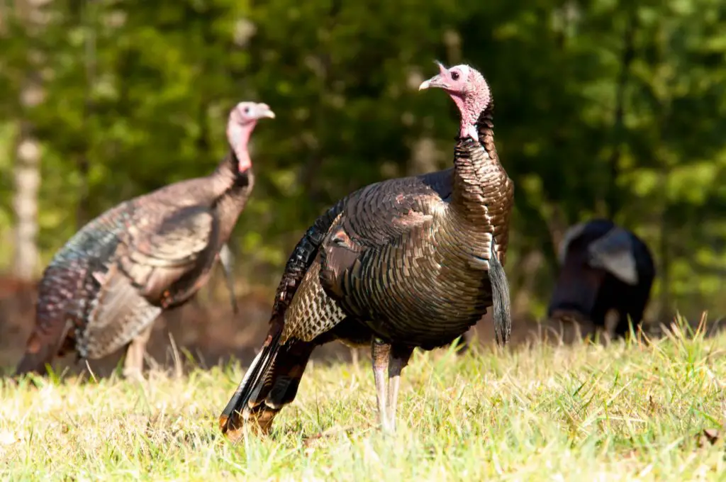 NH Eastern Wild Turkey