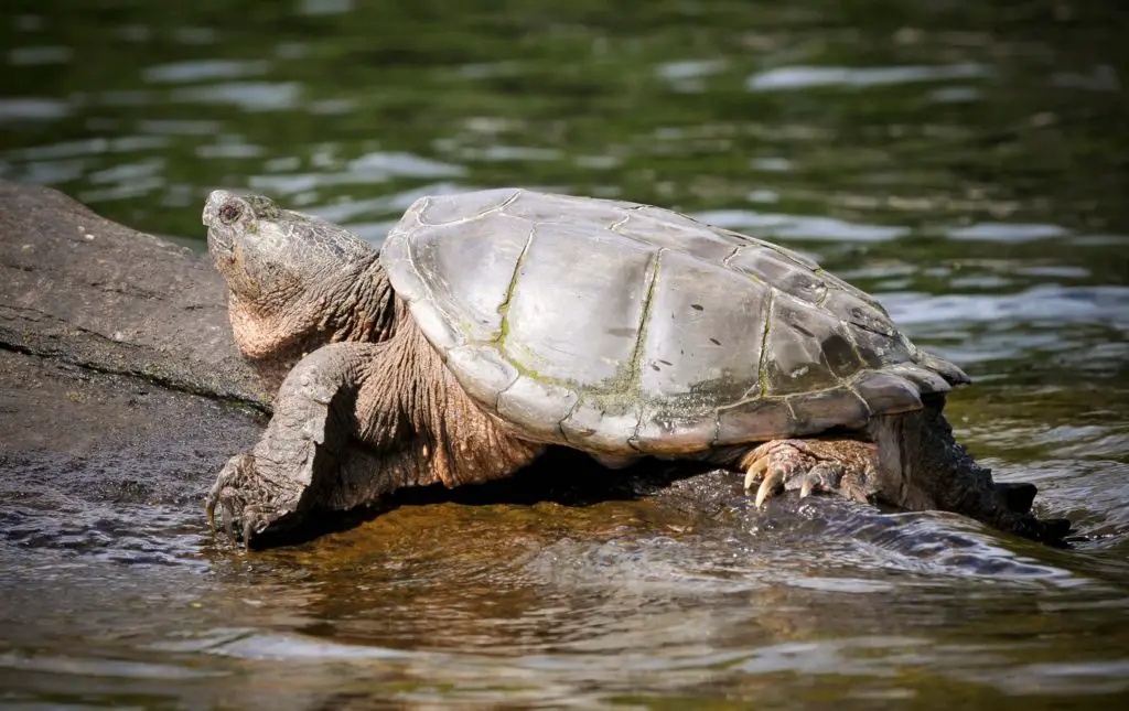 NH Snapping turtle